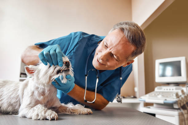 Best Emergency Dental Care for Trauma or Injury in Port Washington, NY
